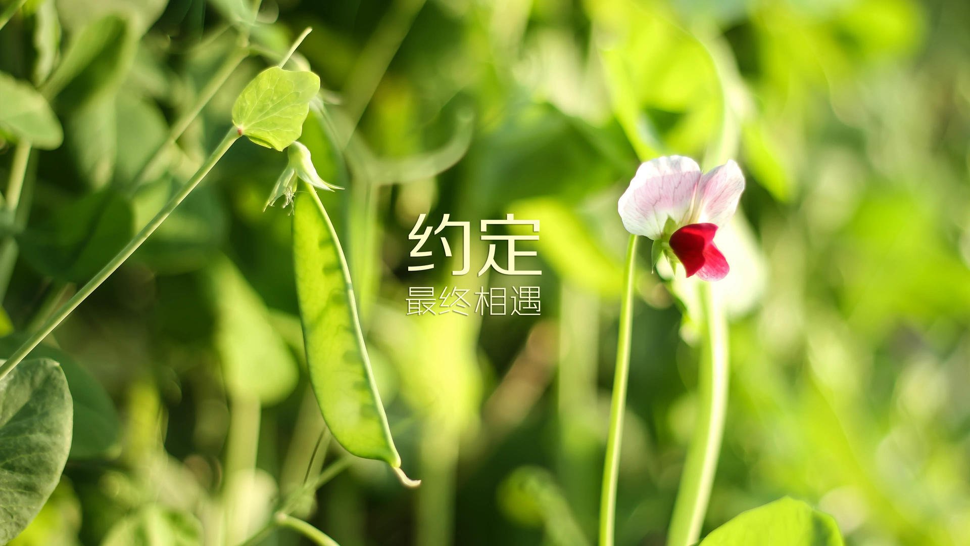 K联赛的“外援”政策：亚洲外援的特殊位置